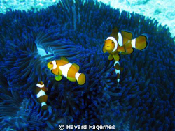 clown fish family by Havard Fagernes 